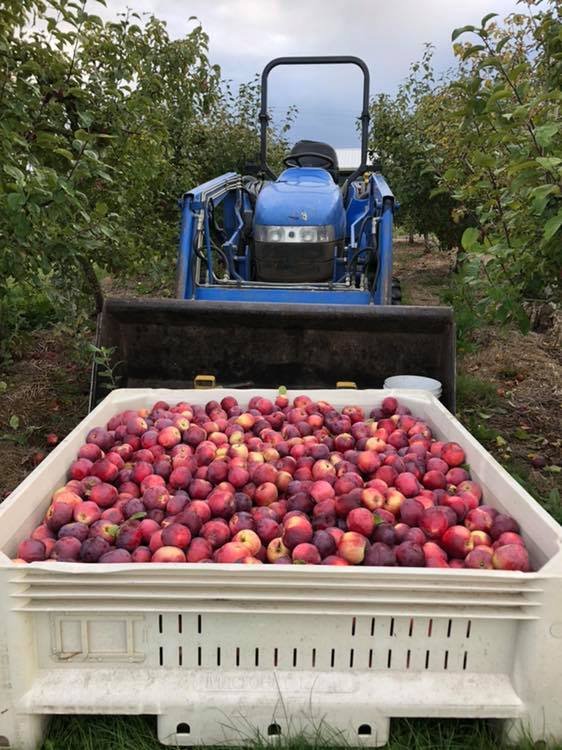 farming apples.jpeg