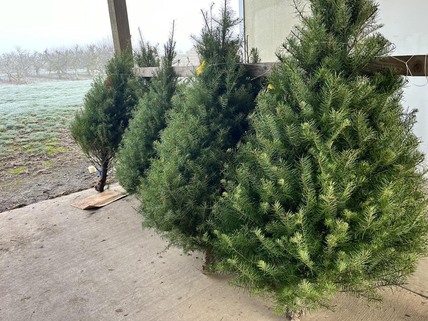 We still have some Christmas trees! Come get them while they&rsquo;re in stock! We also have winter squash, cranberries, dried apples, jams and jellies (available in gift packs or individual jars), and more produce and fun shelf stable stocking stuff