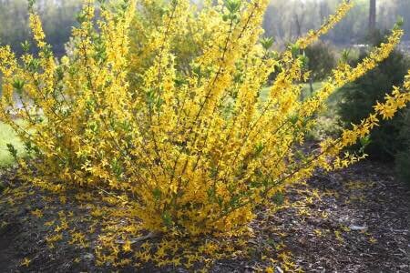 Spotlight on forsythia 

From Ray Fordyce, farmer, baker. 

As I write this I&rsquo;m glancing out the window, watching thick, heavy snow fall.
￼
As much as I love snow, I&rsquo;m starting to be ready to see some signs of spring. This is why I love p