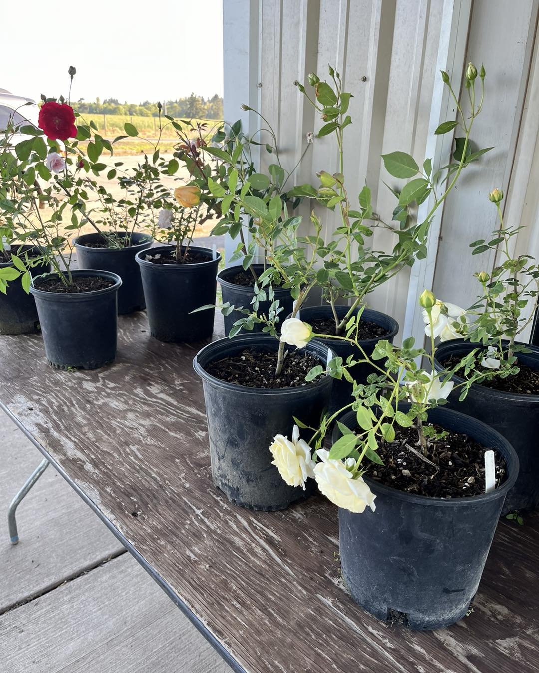Mother&rsquo;s Day weekend rose sale! Treat your mom to a beautiful rose bush for the garden. Sale is on 2 gallon roses, normally $19 for only $15 today and Saturday! 

We have a great variety of beautiful, fragrant roses. Heirloom varieties, all own