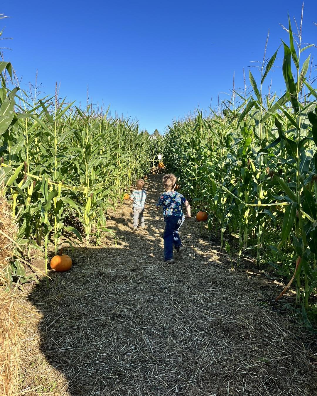 It&rsquo;s Family Night in the corn maze! Thursday, October 17. We are open tonight until 9pm. Come through the corn maze in the dark for just $5.25 per person (ages 5 and under are free). Our farm store is open with hot drinks and delicious baked go