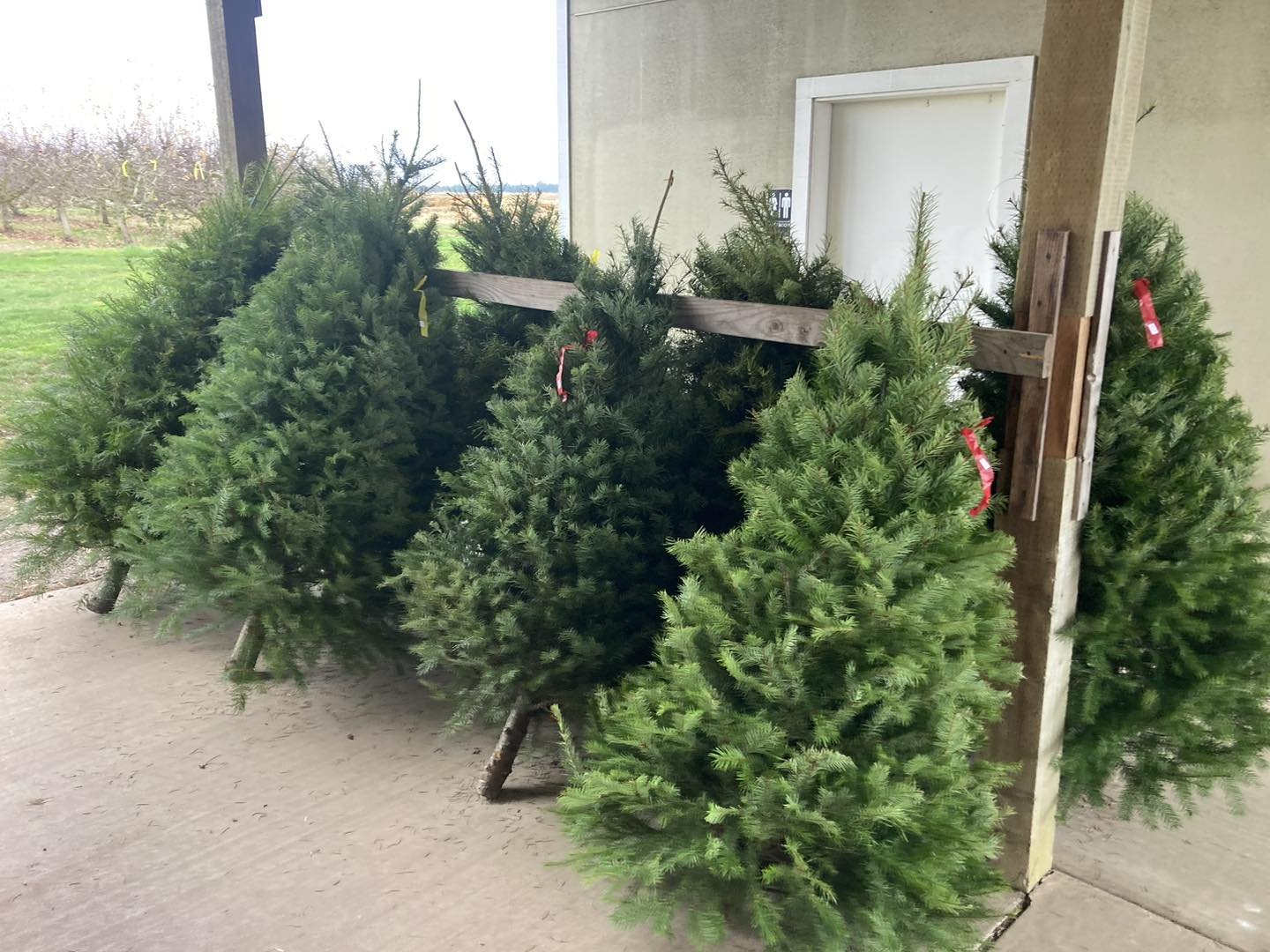 We are open today and Saturday from 9-6! Come see what we have to offer!

Christmas trees are now in stock! 
Noble Firs: 
- 4/5&rsquo; for $34
- 5/6&rsquo; for $44
- 6/7&rsquo; for $54
Douglas Firs:
- 5/6&rsquo; for $30
- 6/7&rsquo; for $40

We are d