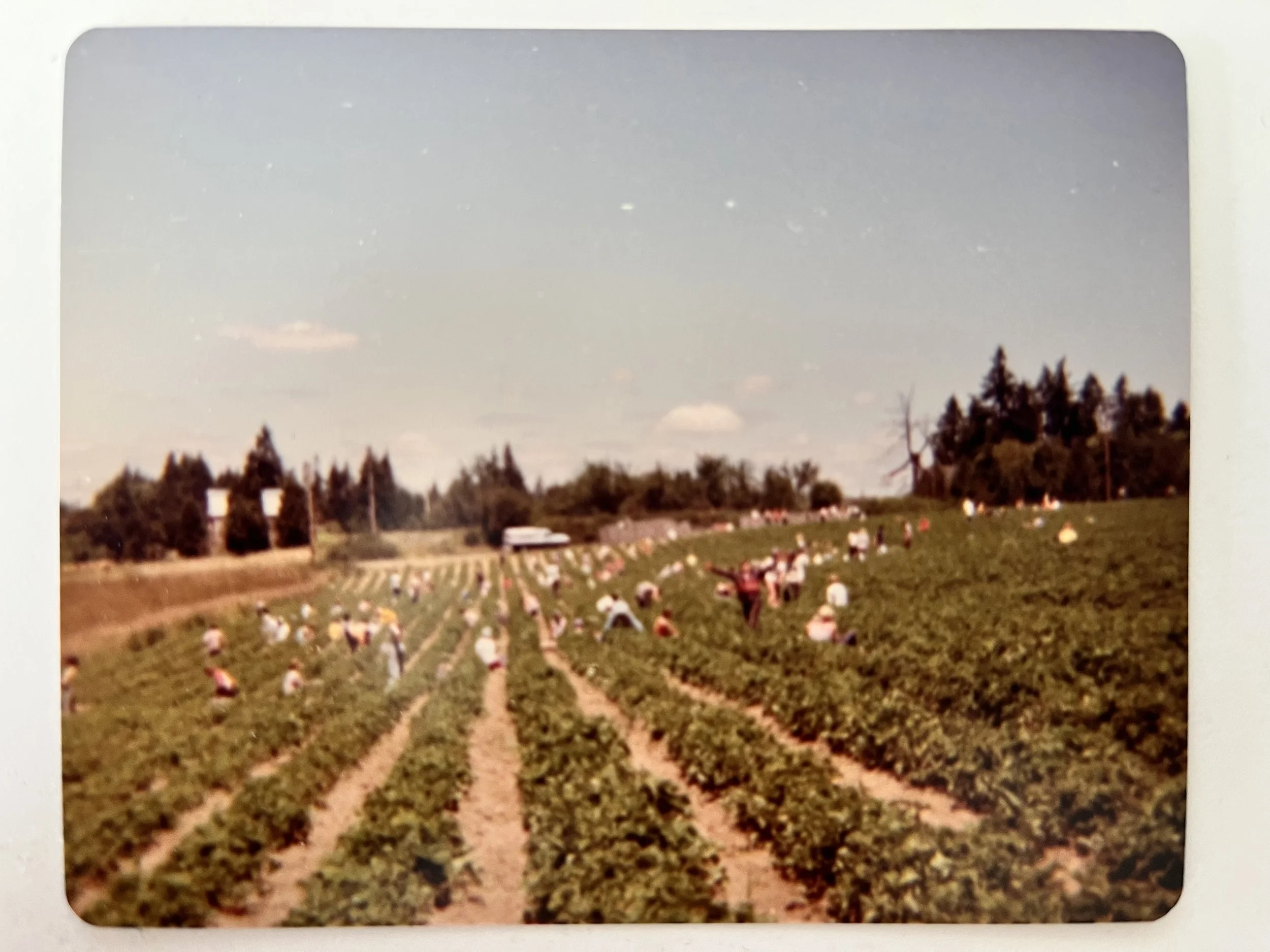 Our Strawberry History