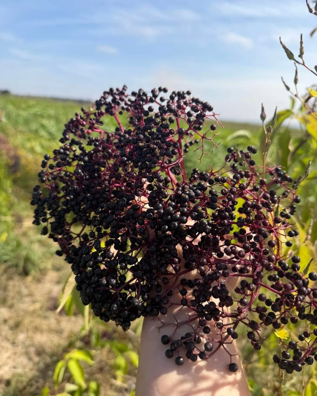 Upick updates! 

Elderberries have dropped in price to move! They are now $8/lb for the remainder of the season. Bring your own snippers and come grab some of these immune powerhouse berries! 

The Akane apple is our best variety in season for upick 