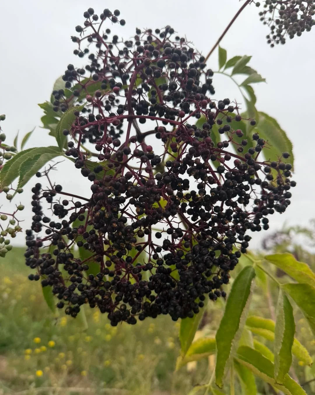 Elderberries! We have them available for u-pick! Please bring your own snippers and cut stem clusters. Fordyce Farm is not organic, but no sprays have been applied to the elderberries. They are $12.50/lb for upick. We also have local raw honey availa