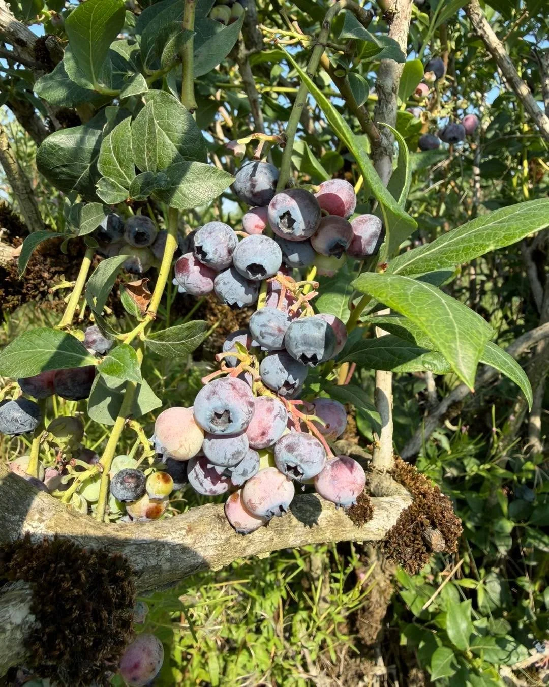 Farm updates!

🫐 Blueberries are still available! We&rsquo;ve probably got them for about another two weeks. You can see in the photo there is still some pink out there! So we still have fruit ripening. $2.15/lb upick. 

👑 Triple Crown blackberries