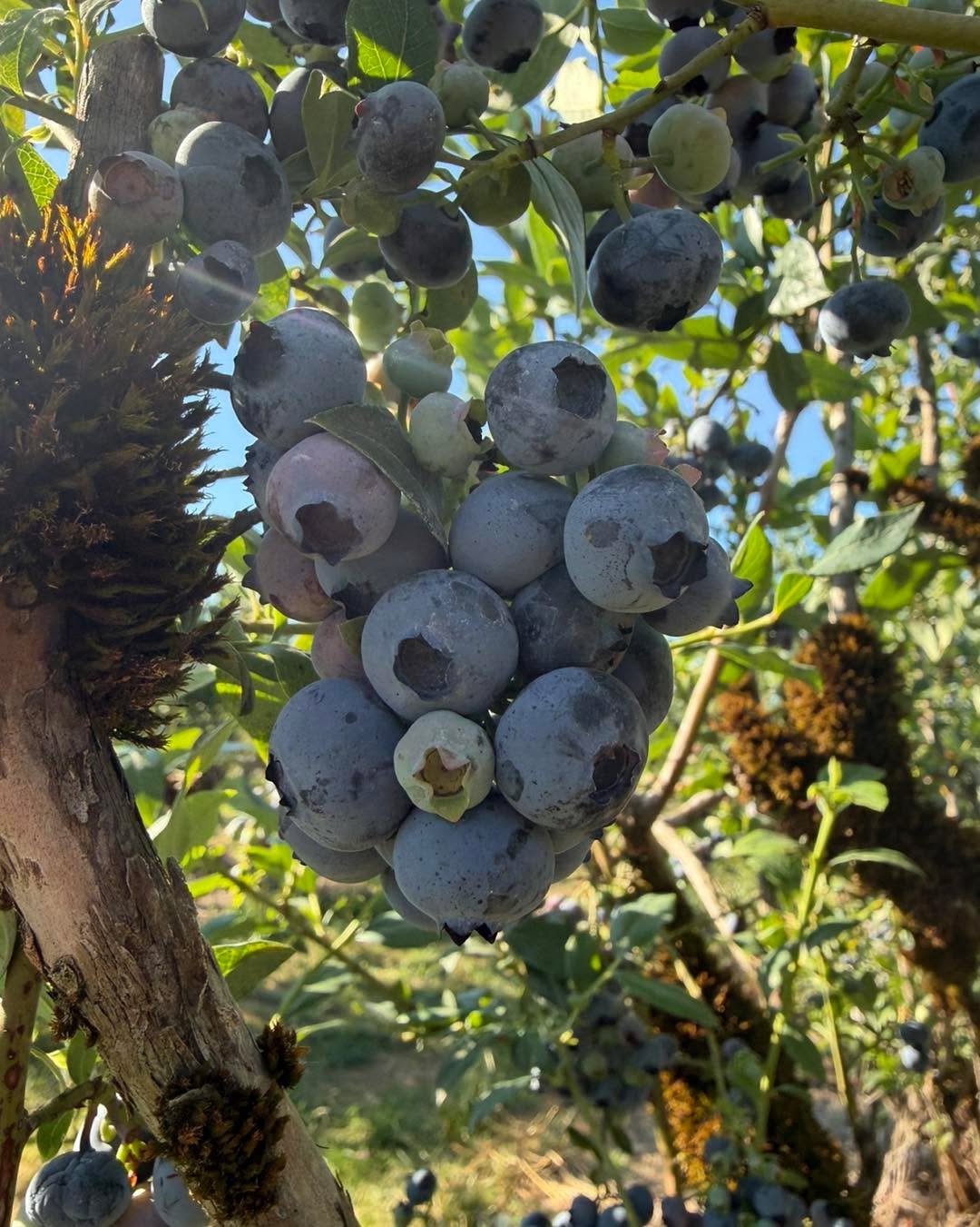 General farm update:

🫐 Blueberries are still going strong! We&rsquo;ve still got a while on the season for these. Upick is $2.15/lb

🖤 Kotata blackberries are almost done and so are boysenberries. This will be the last week of picking for them. $2