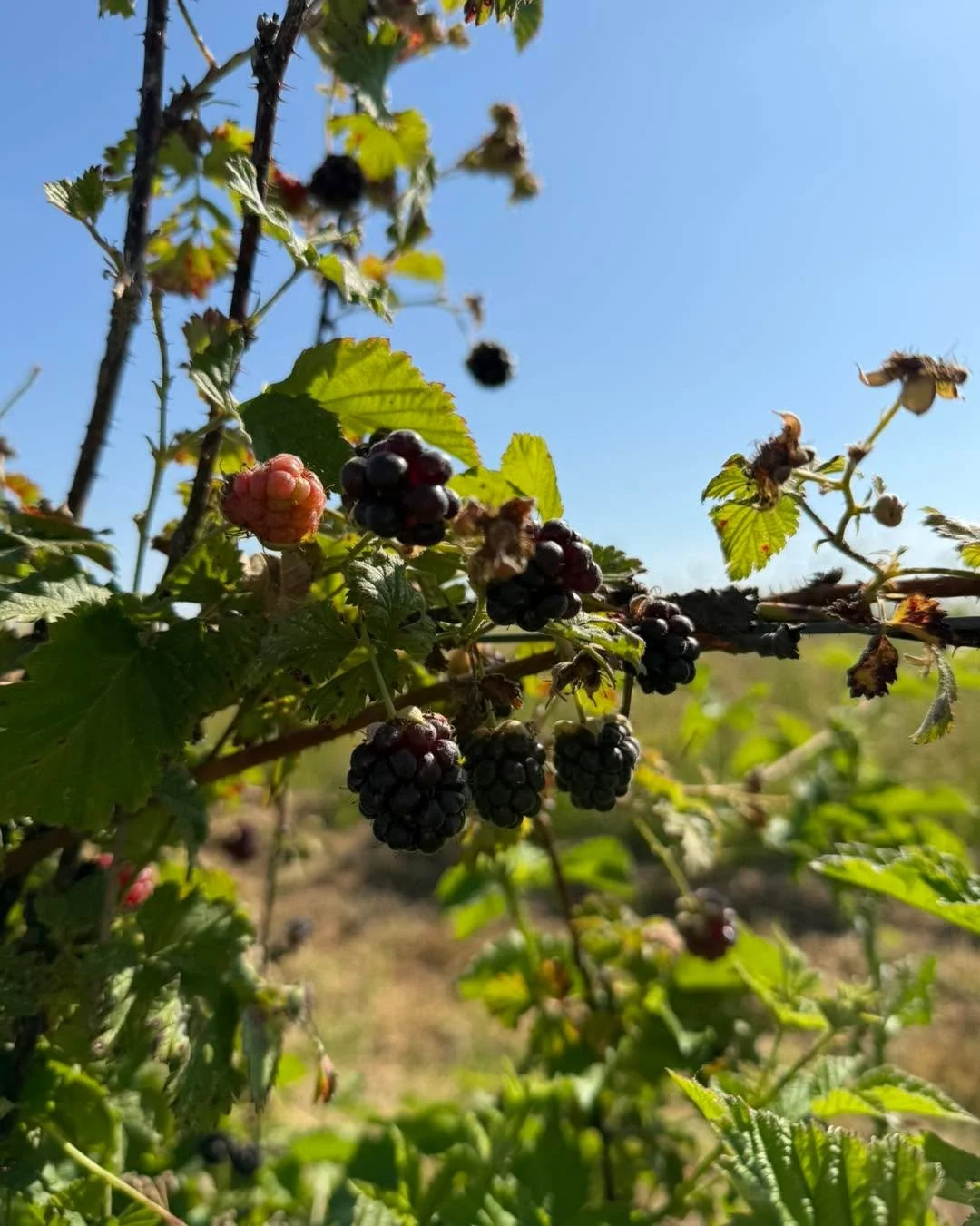 General farm update!

Upicks are going strong! We have lots available 👇

🫐 Blueberries: $2.15/lb lots out there! Center of the field is best picking. 
🖤 Kotata Blackberries: $2.15/lb plenty to pick. Especially further up the rows. 
💜 Boysenberrie