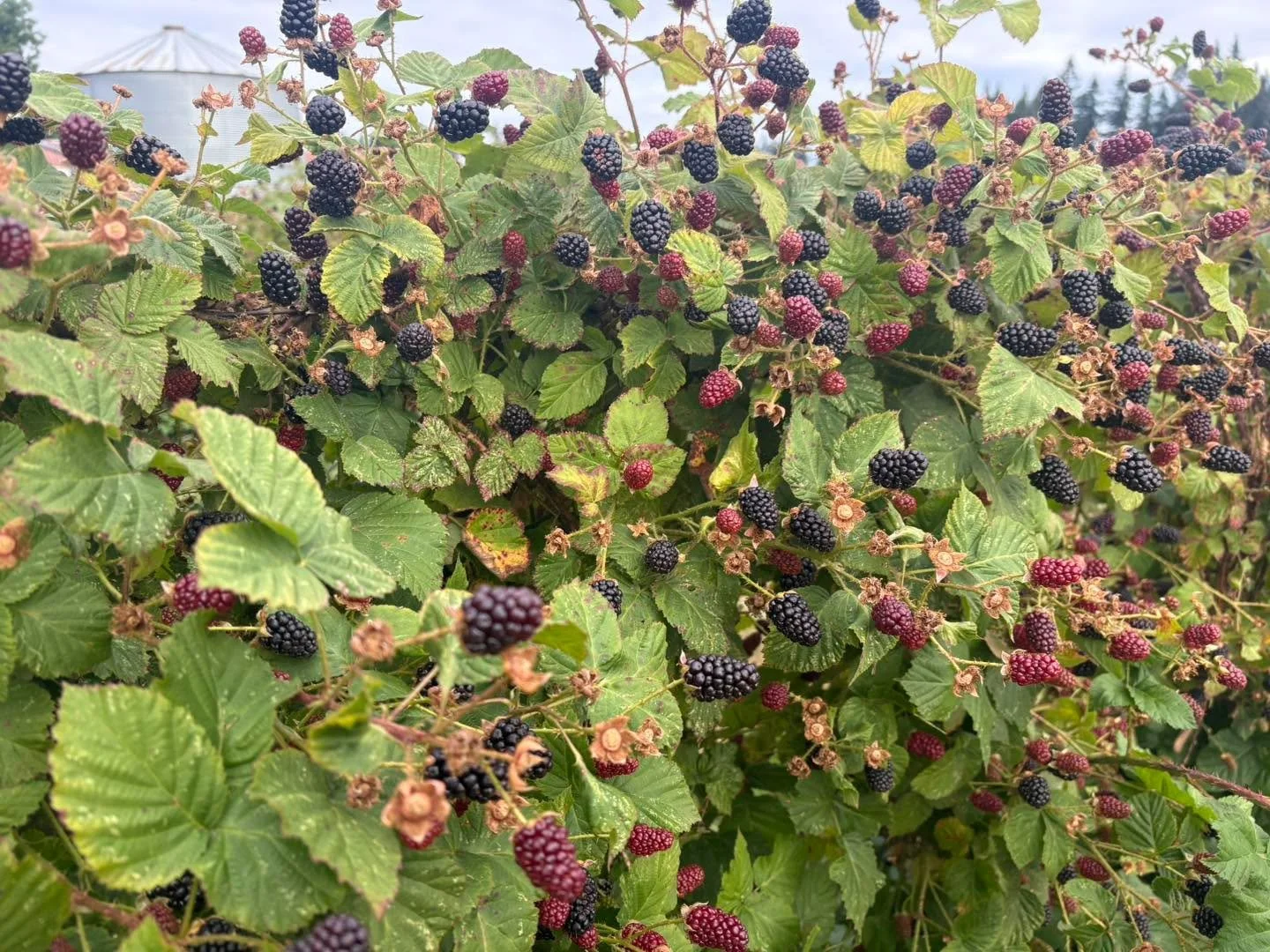 General farm update!

Upick Kotatas are looking great! There are tons of ripe ones out there. They are at their peak right now. Also we have lots of blueberries. These are both $2.15/lb. 

There are some small upick Hoods in the new strawberry field!