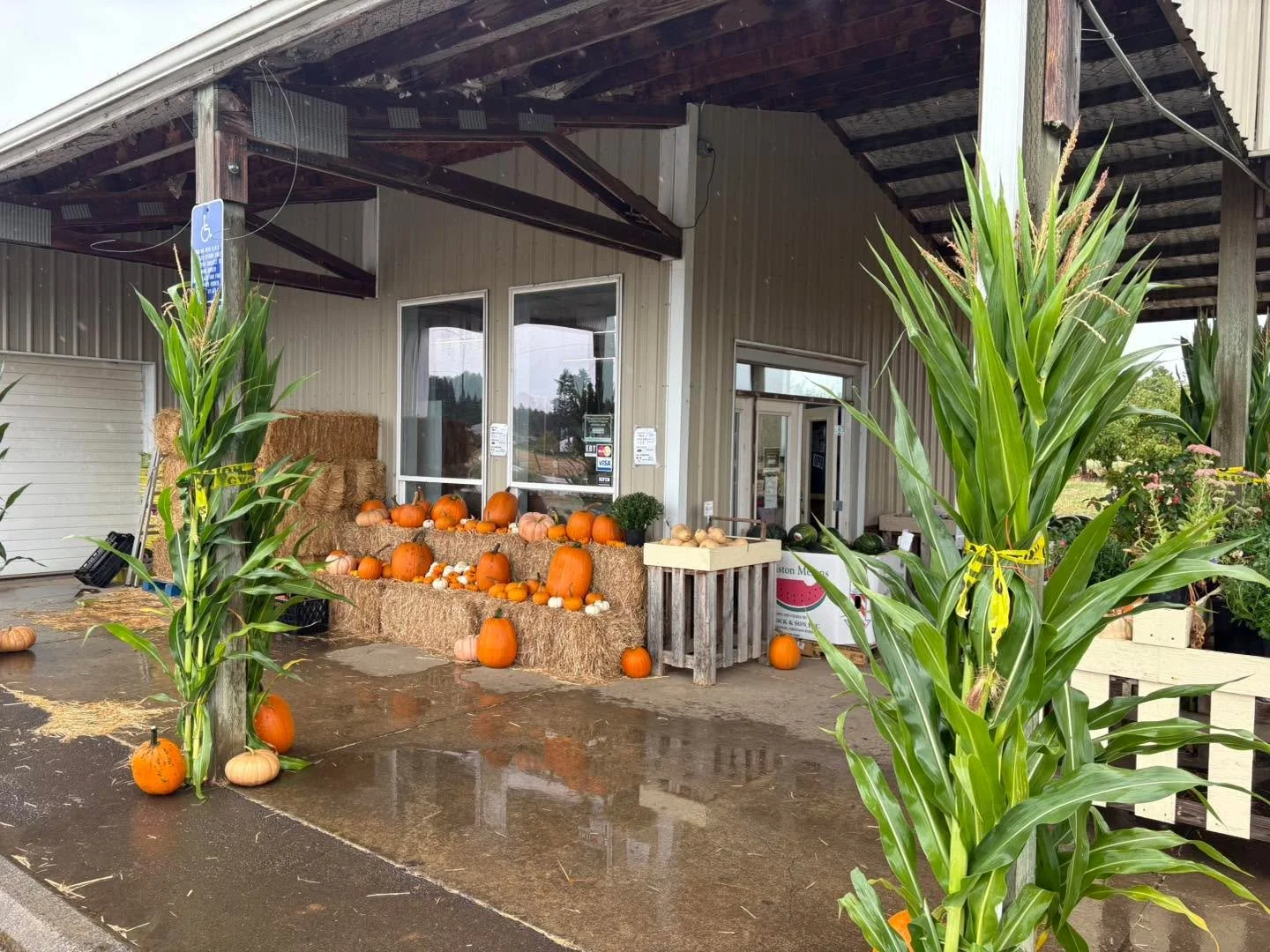 The change in the weather comes with a change in the bakery menu! Find apple scones, apple quince coffeecake, pumpkin bread, and pumpkin cheesecake now on a regular basis. 

The porch of the store now has perfect fall vibes: for your displays we have