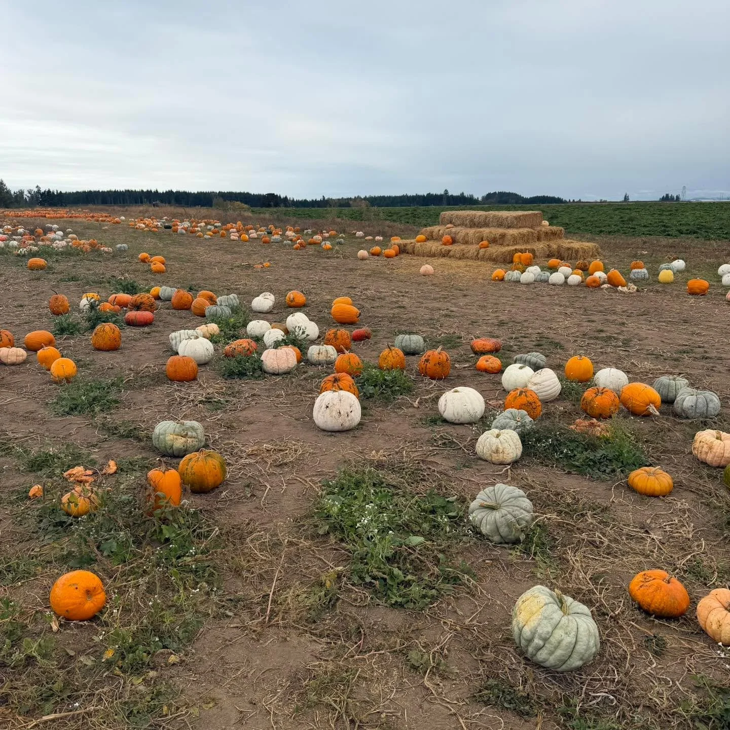 Open today! Sunday! 12-6pm. Rain or shine. We still have pumpkins. This is our last Sunday open for the season. We look forward to seeing you! 

For the rest of this week we are open on weekdays and on Halloween we are open 9-1. 

Located at 7023 Sun