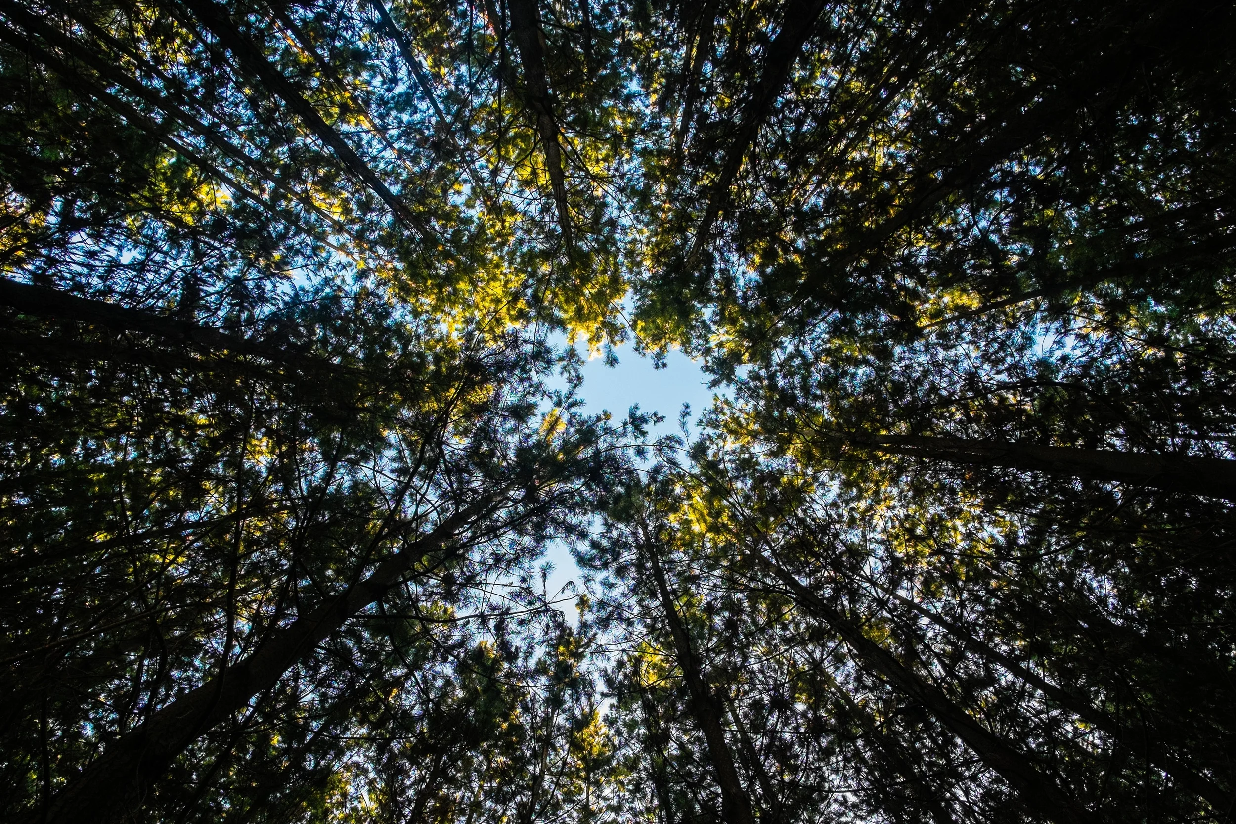 canopy.jpg