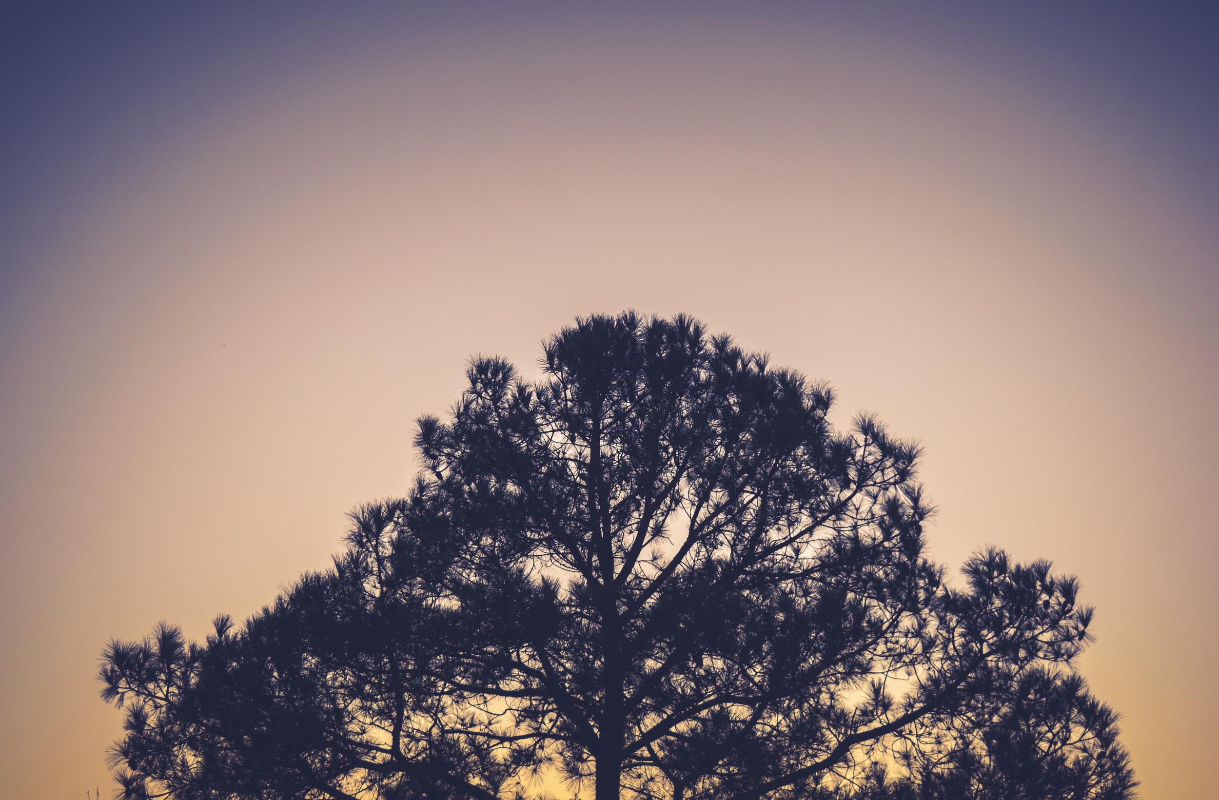 Tree.jpg