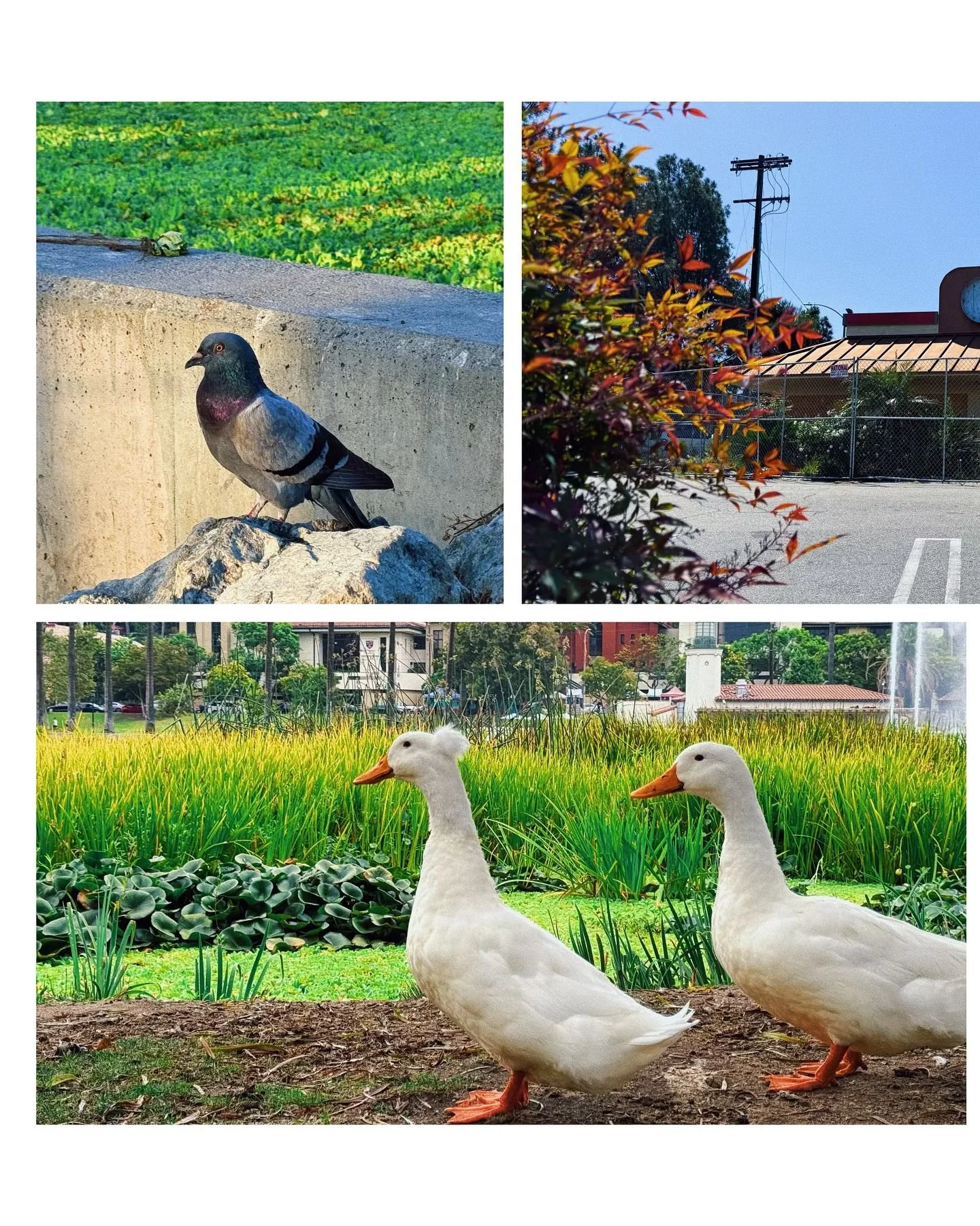 neighborhood walk
