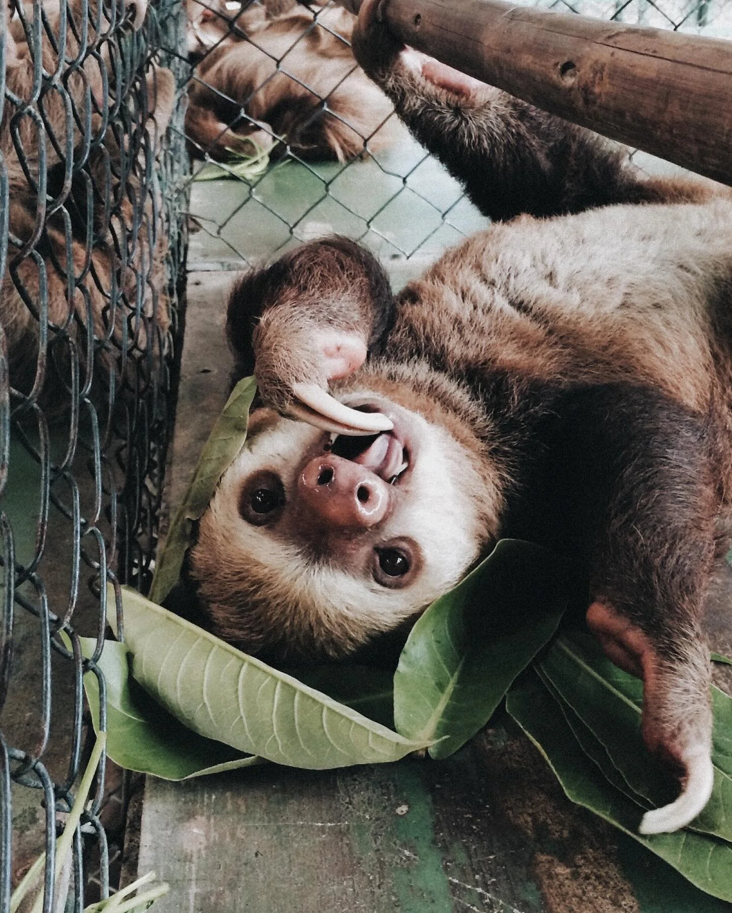 Came across these cleaning up the hard drive - May 2015, Costa Rica, pura vida