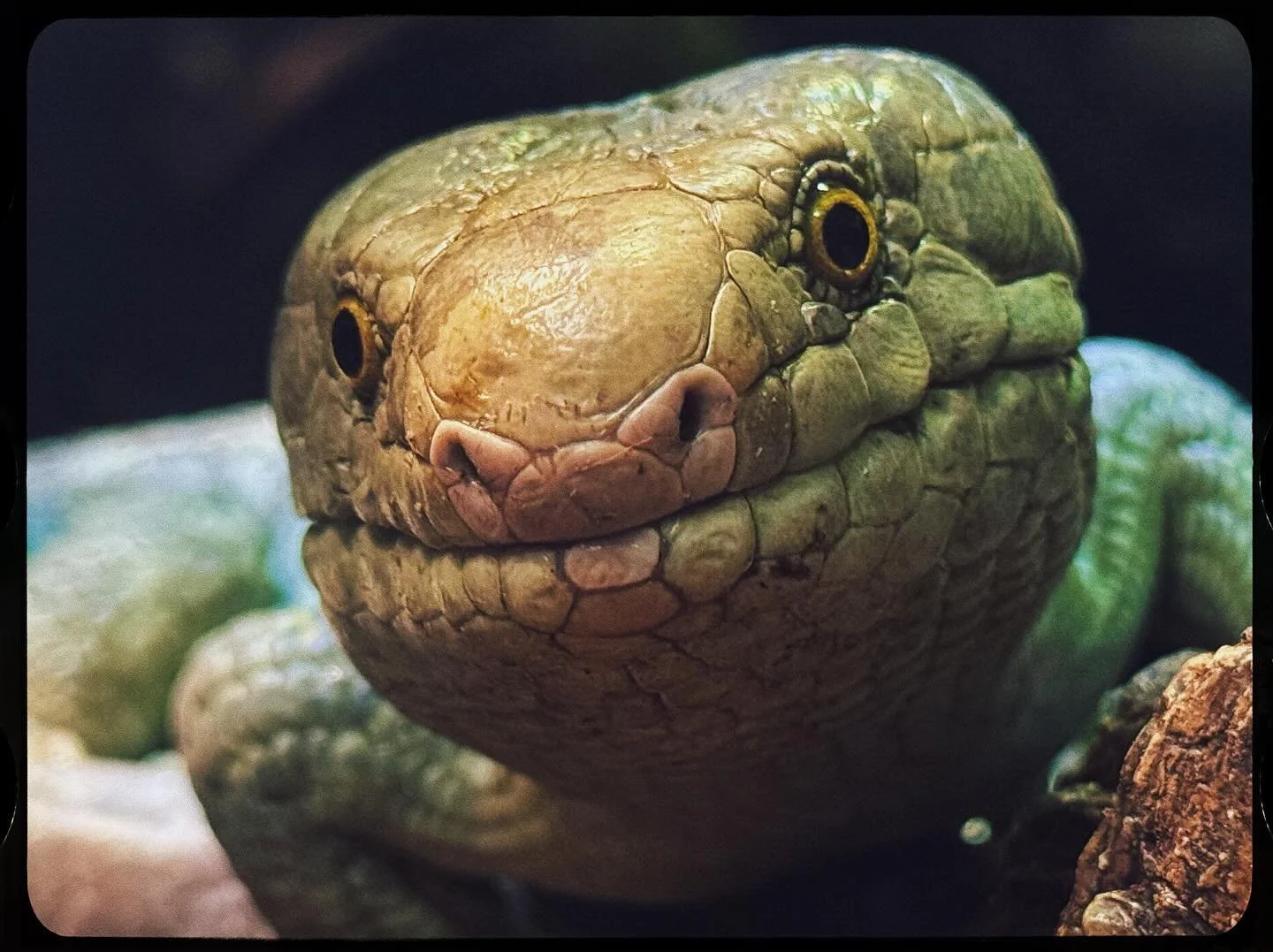 Still unemployed but the California Science Center is free* 
🐍 danger noodle warning 🐍

*Admission is free, $20 parking, but you can take the train