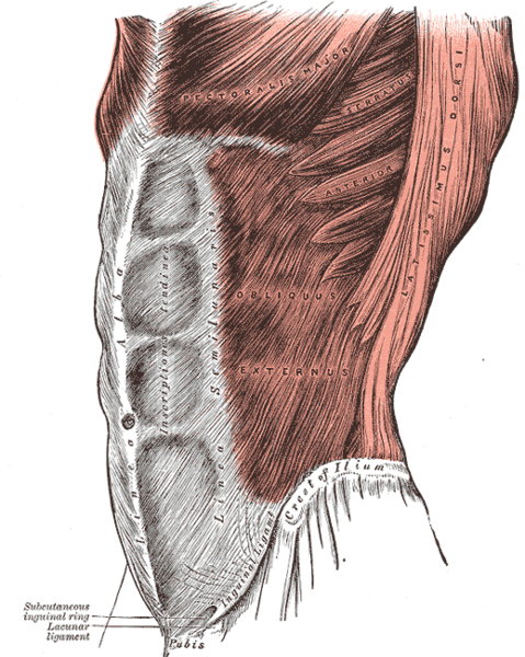 Abs