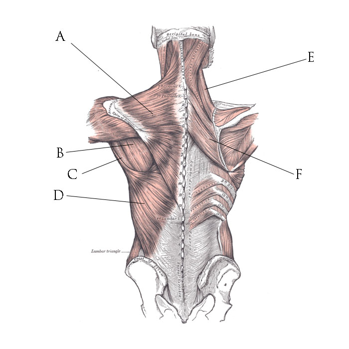 A Trapezius B Teres Major C Teres Minor D Latissimus Dorsi E Sternocleomastoid F Rhomboid Major