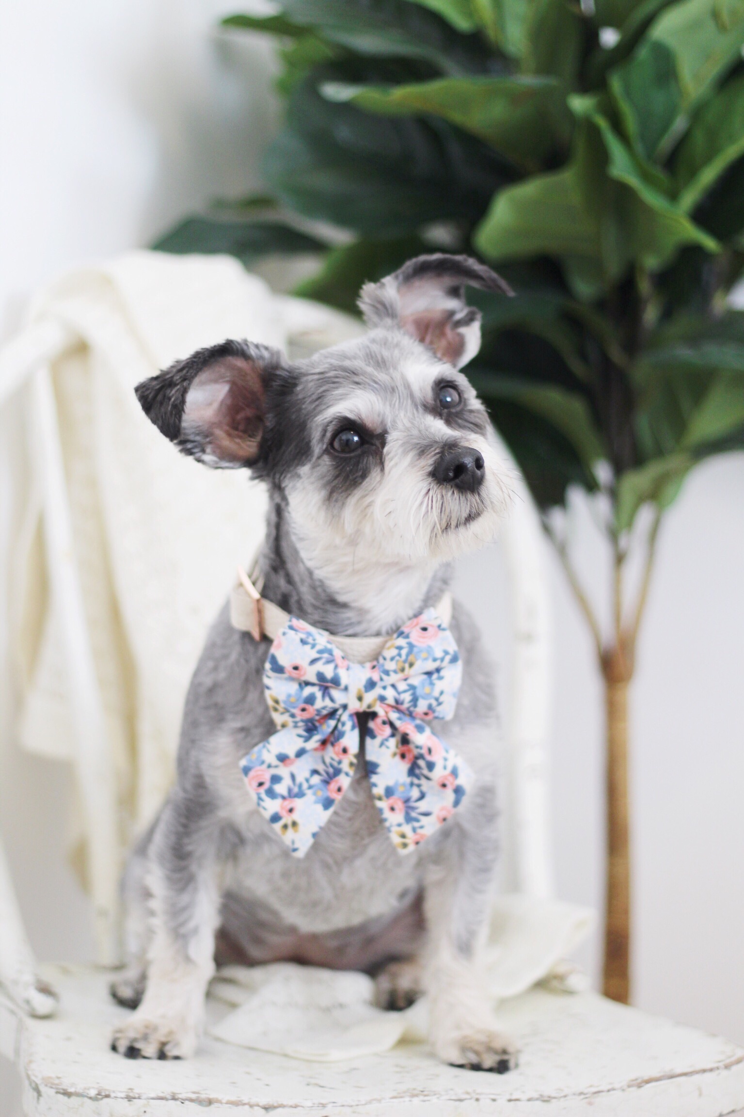 Pretty rifle paper co floral fabric girl dog sailor bow collar accessory