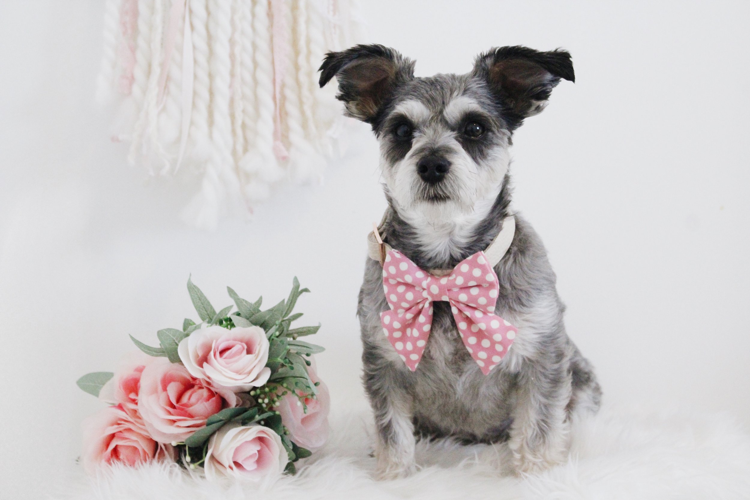 Maltese yorkie dog wearing a pink and white polka dots feminine sailor bow accessory with roses next to her