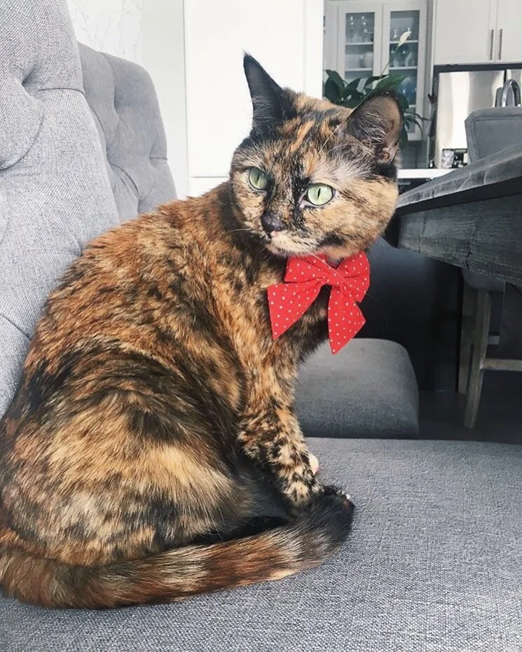 bows for puppies with short hair