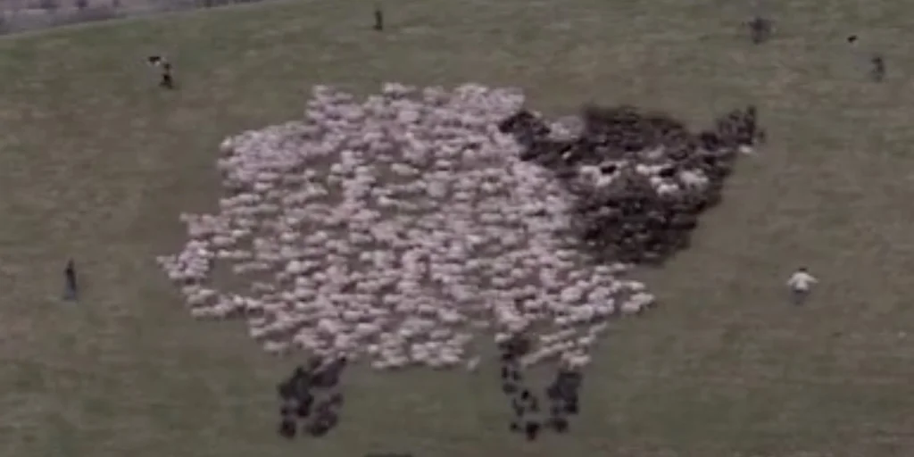 Samsung: TVF LED SHEEP