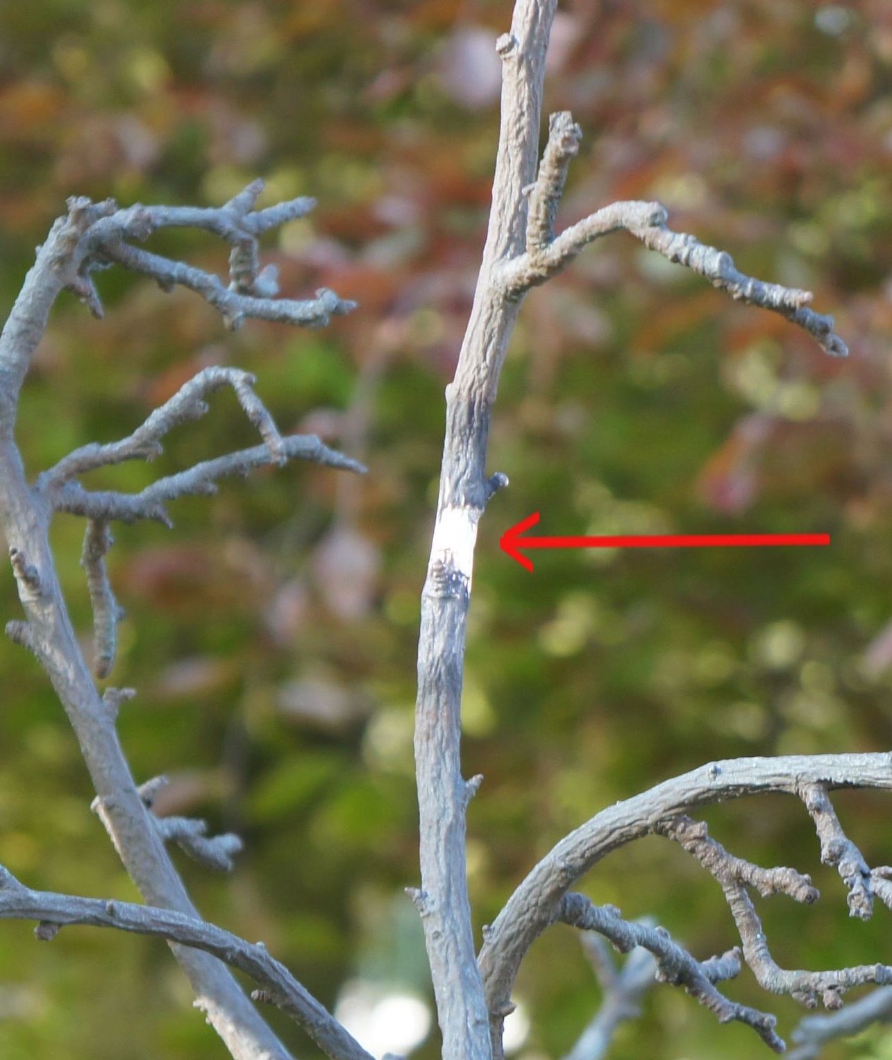 Branch TIG welded into position