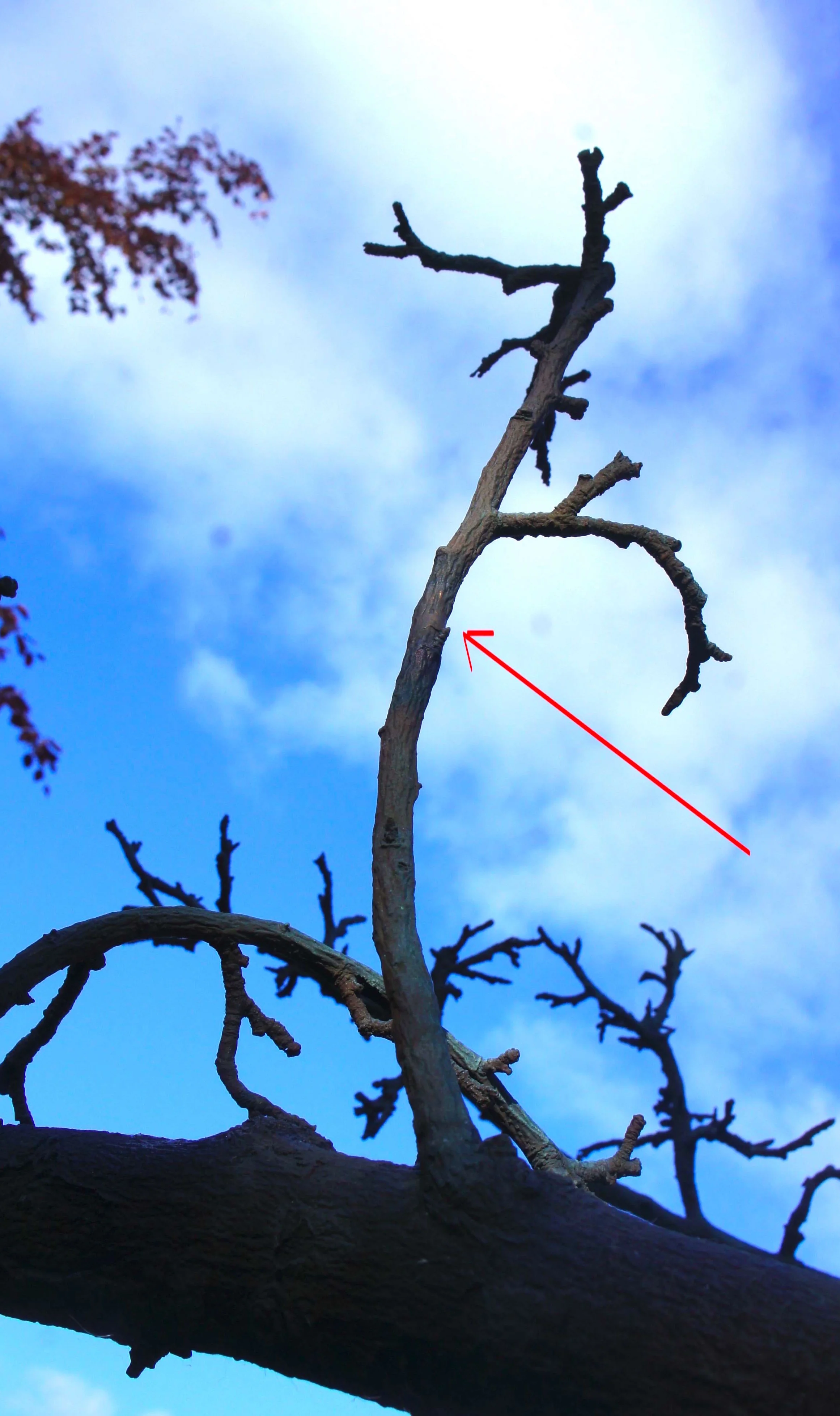 Branch after fettling and re-patination