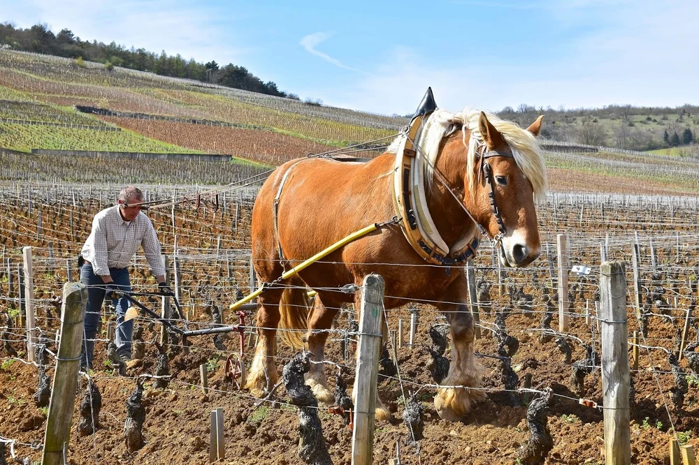 Discovering Burgogne with Authentica