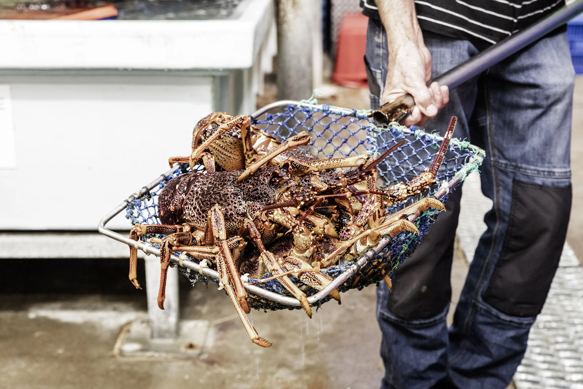 Apollo Bay Seafood Festival | Win a double pass & dinner  