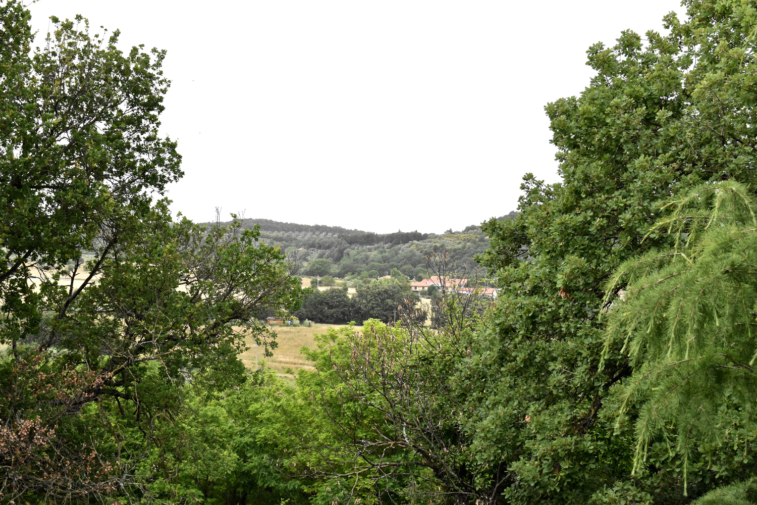 DSC_0090.jpg