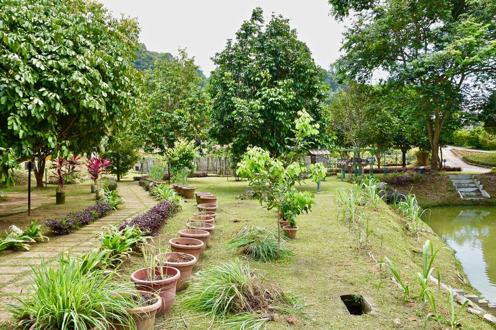 Penang Tropical Fruit Farm Gastrology