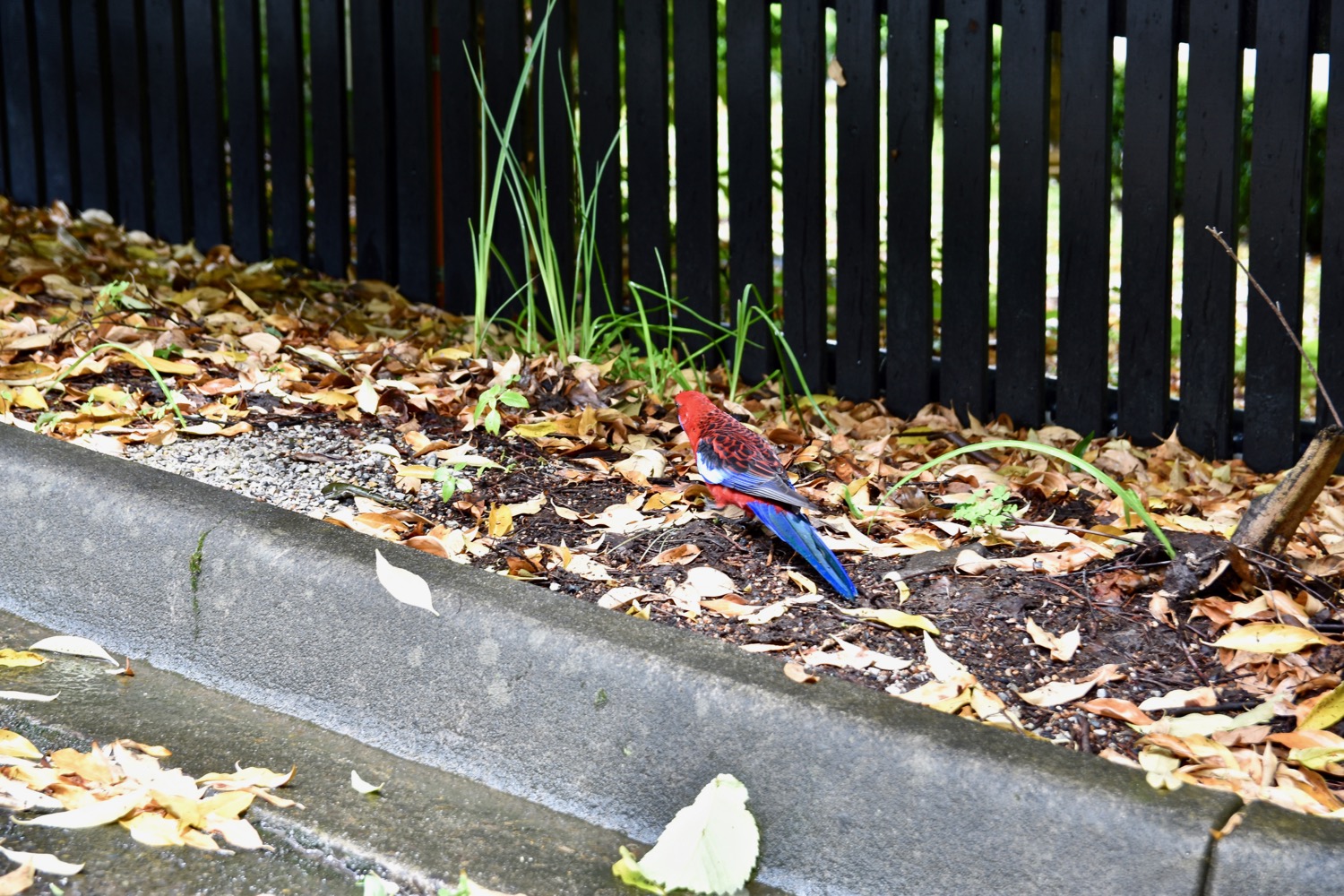 DSC_0554.jpg