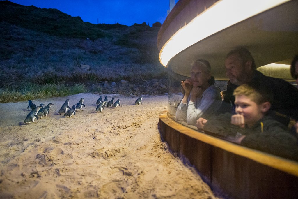 Penguin Parade Underground Viewing (1).jpg