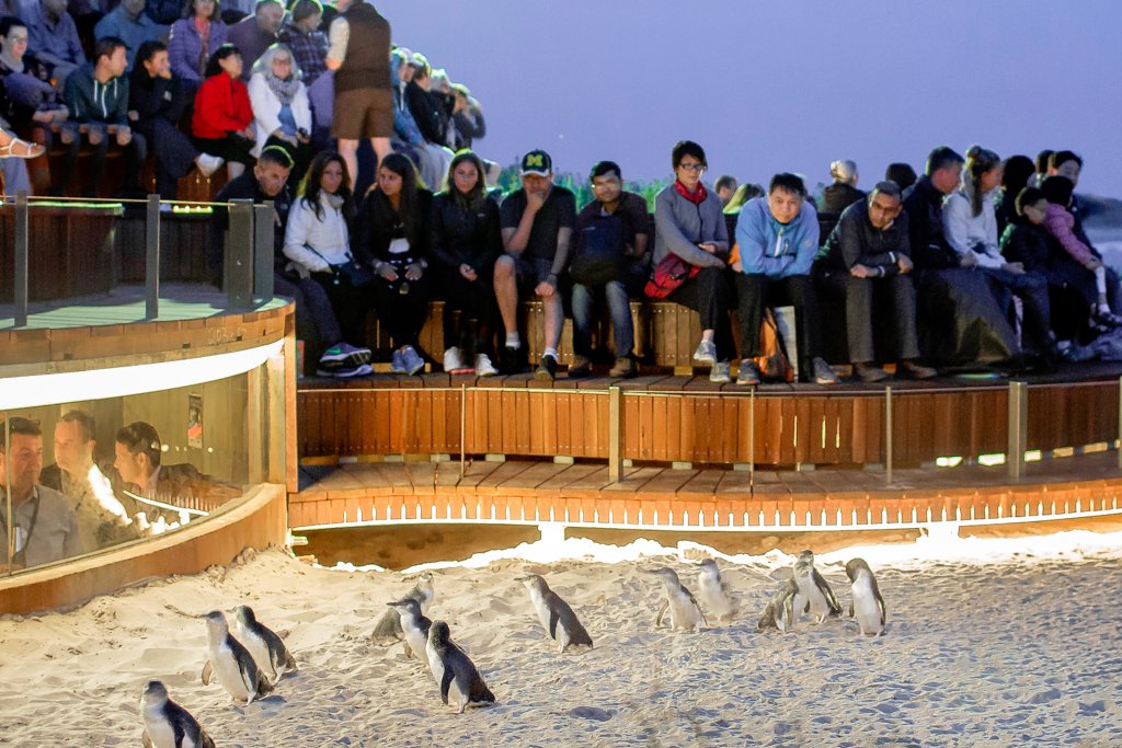 Penguins Plus - Cropped.jpg