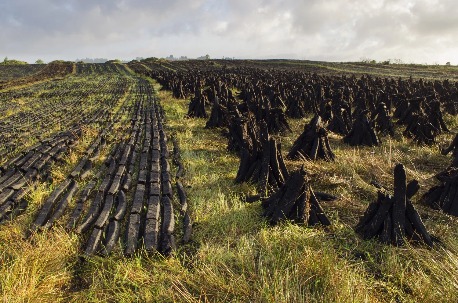 Peat.jpg