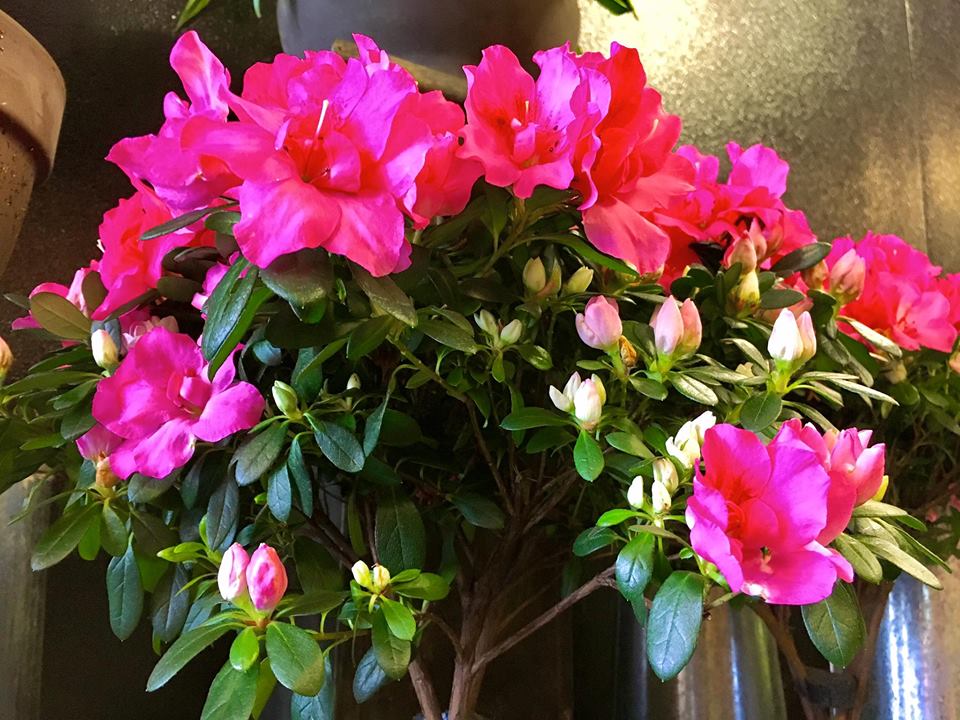 Boom! Flowers! Photo credit: Pete Heiss