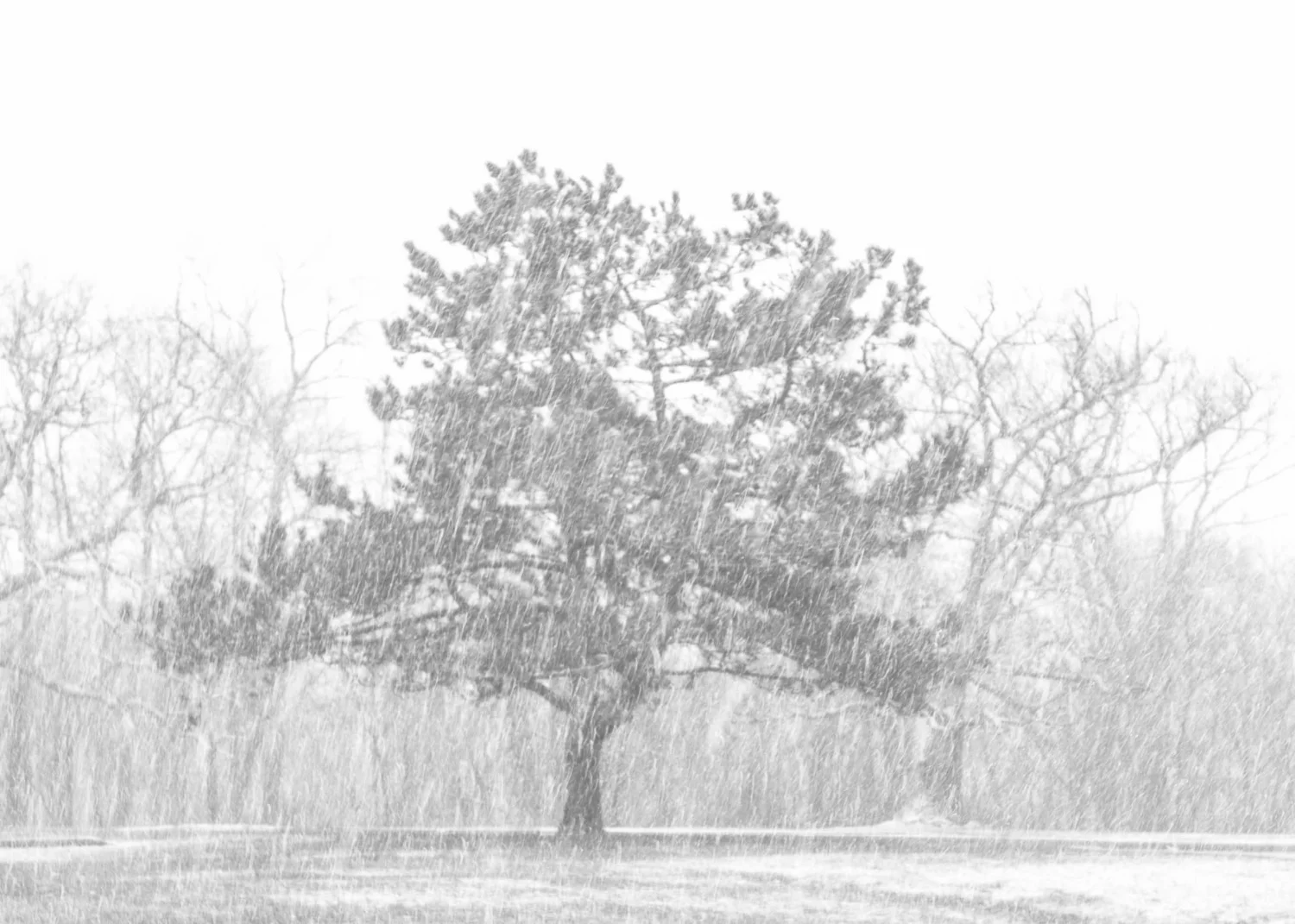 Spring Snow - Scene III.jpg