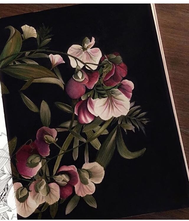 @daphnesgallery taking colour to the next level 🖤
My Everlasting Pea illustration from The Flower Year with these colour layers... = dreamy 🙌🏻 Happy Sunday xxx