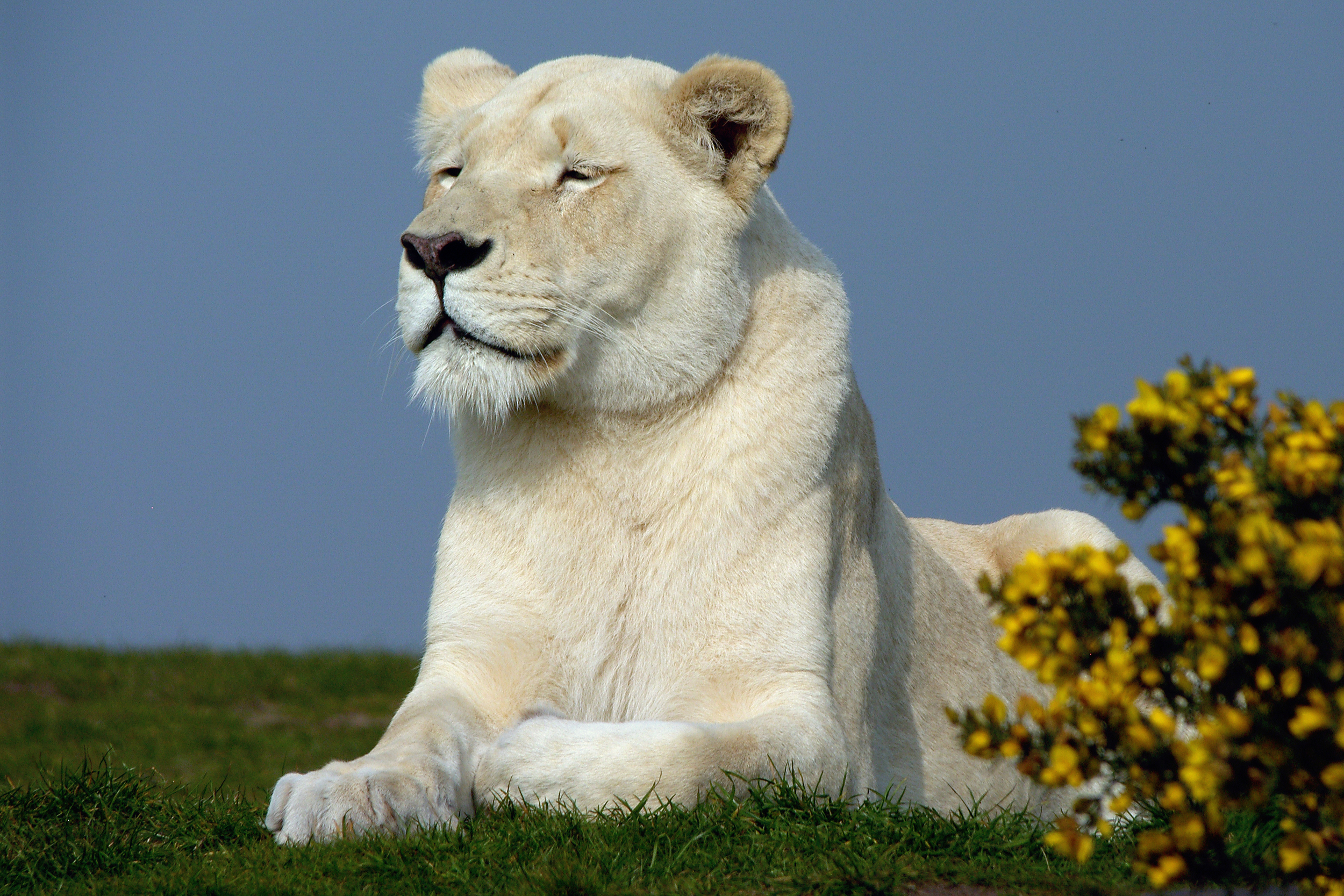  White lioness, West Midlands Safari Park, Bewdley, Worcs.