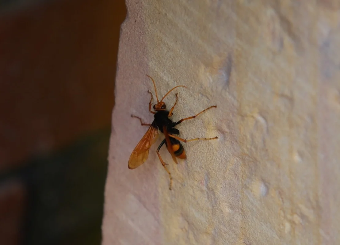 Orange Spider Wasp https://en.m.wikipedia.org/wiki/Cryptocheilus_bicolor It kills huntsman & wolf spiders 