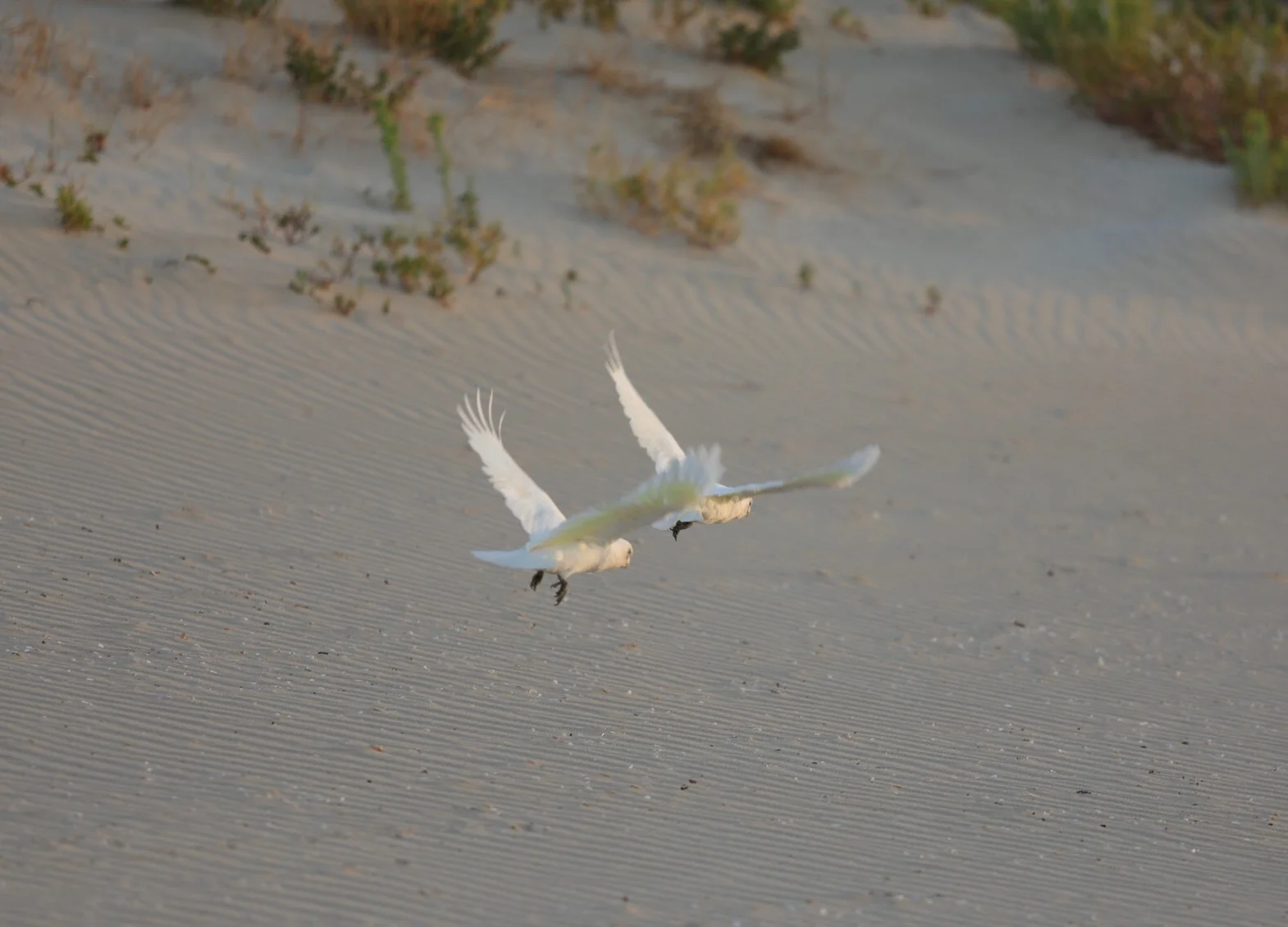 Parrots flying up the beach