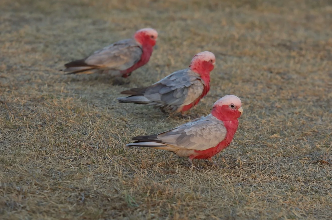 Parrots by the roadside