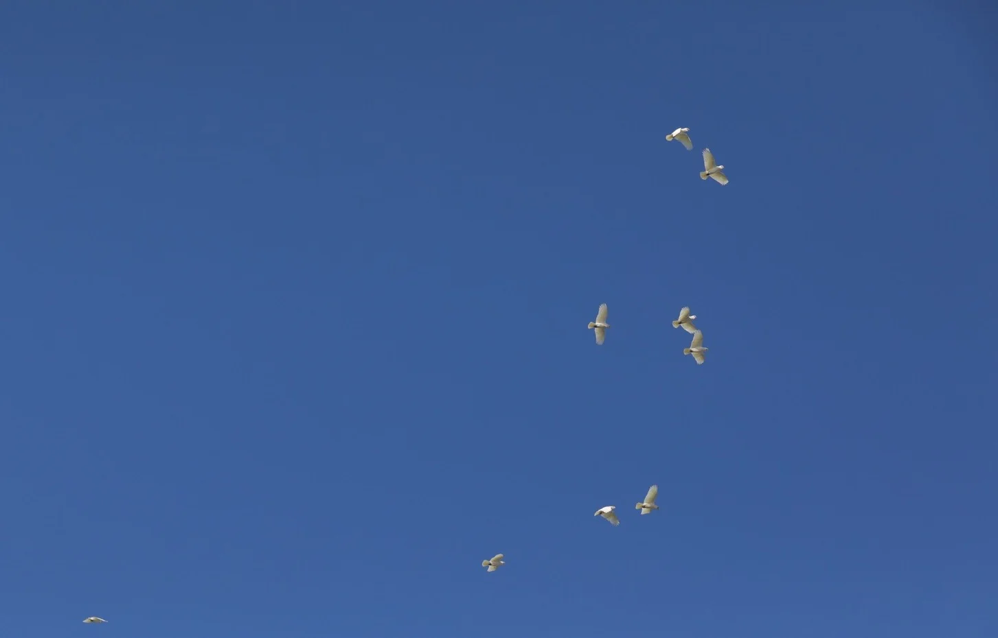 There are cockatoos everywhere & they really like to make their presence known! It's just such a pleasure to see them in their natural habitat flying free :) 
