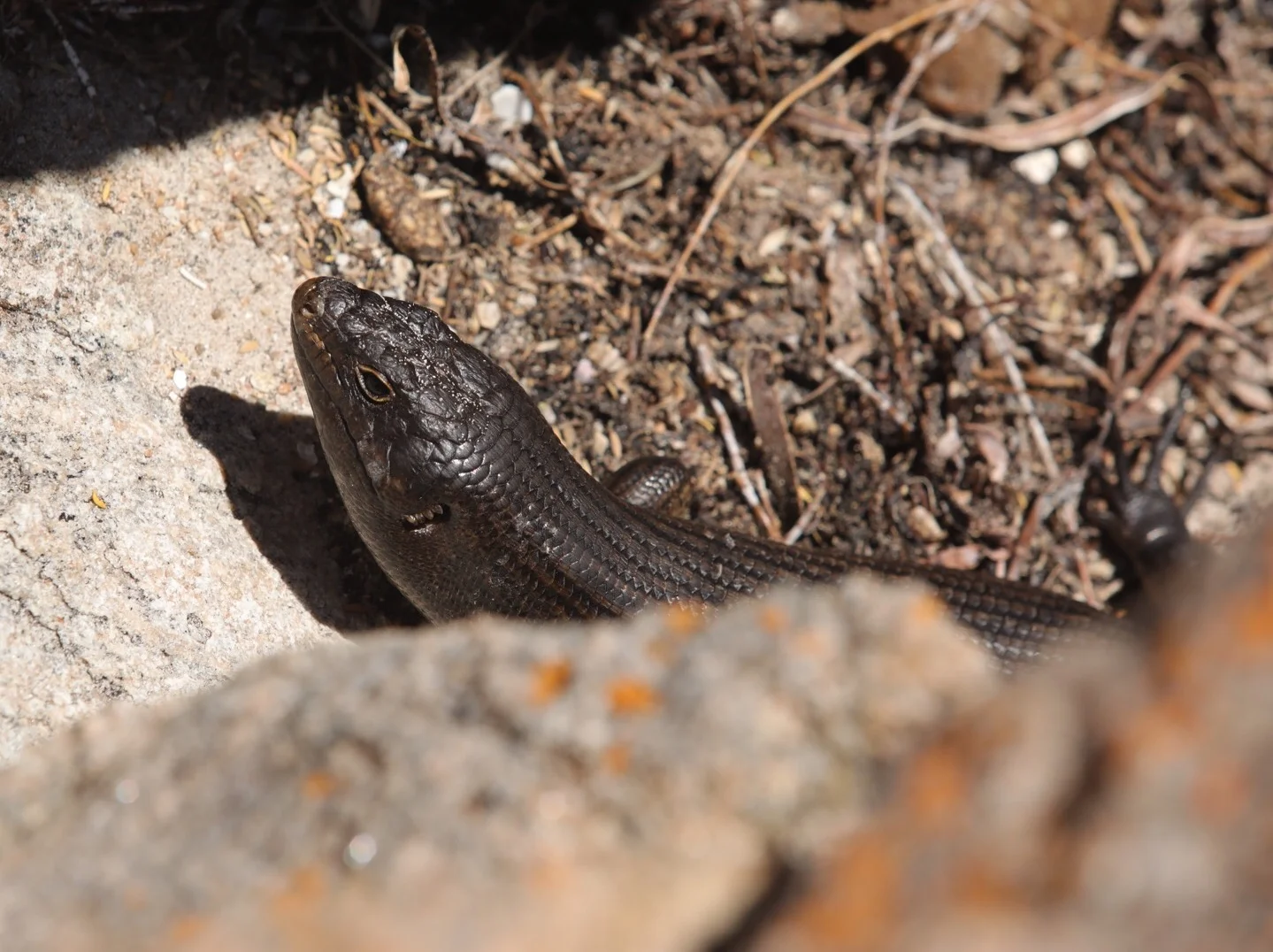 King's skink