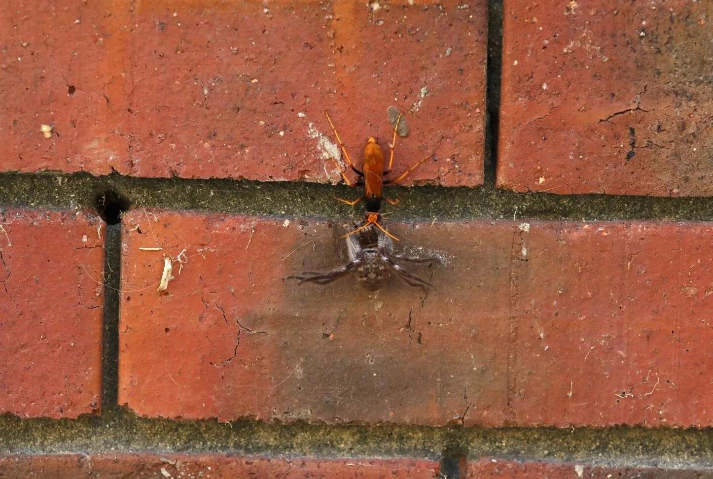 Spider wasp & huntsman spider