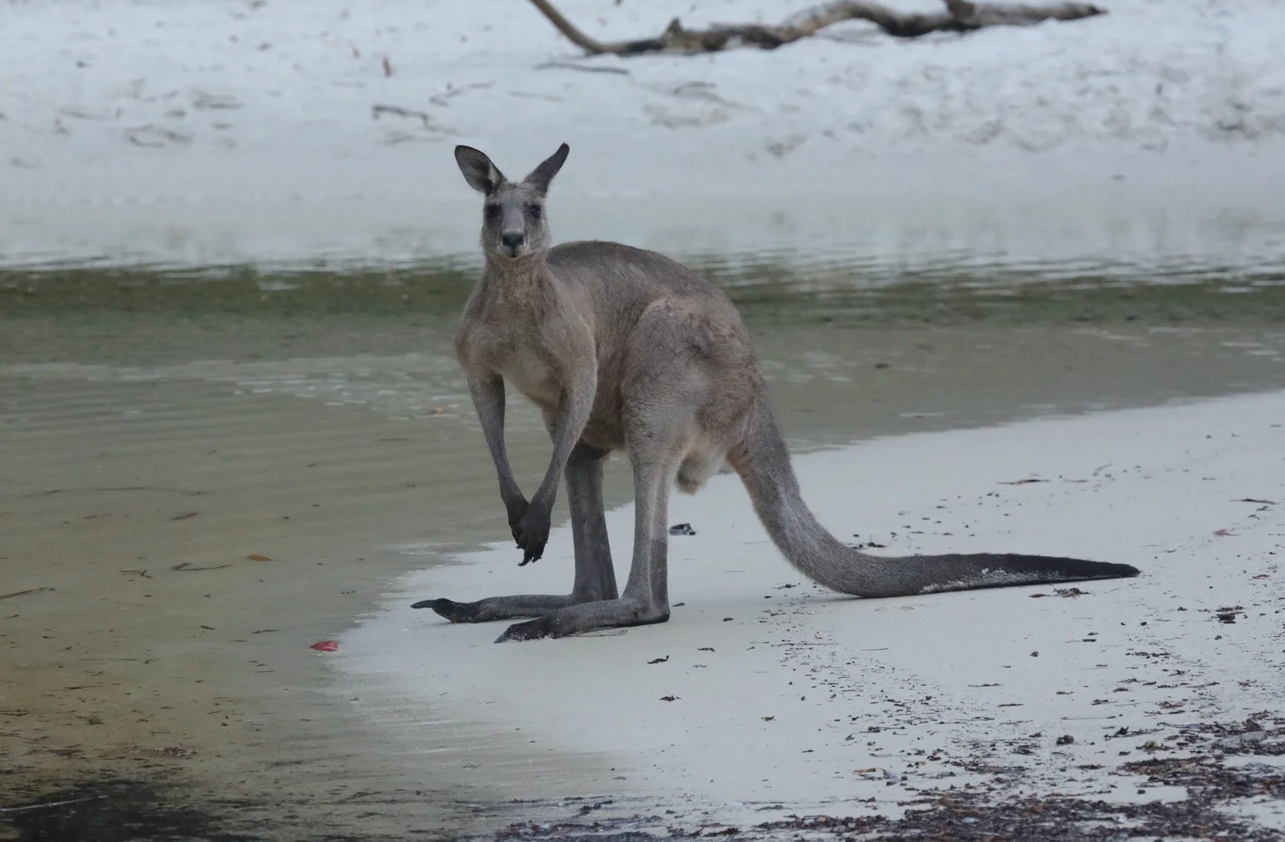 Seeing a kangaroo on the beach at Jervis Bay