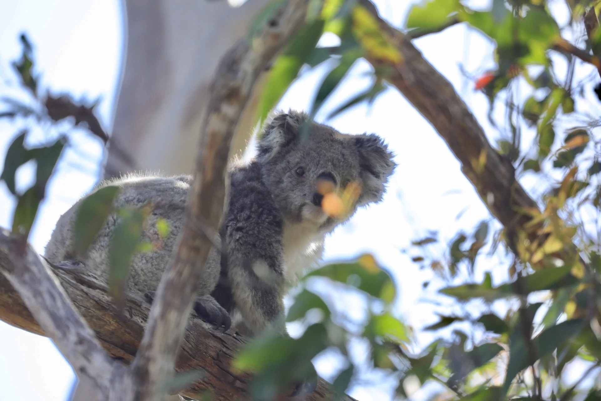 Seeing a wild koala for the first time :)