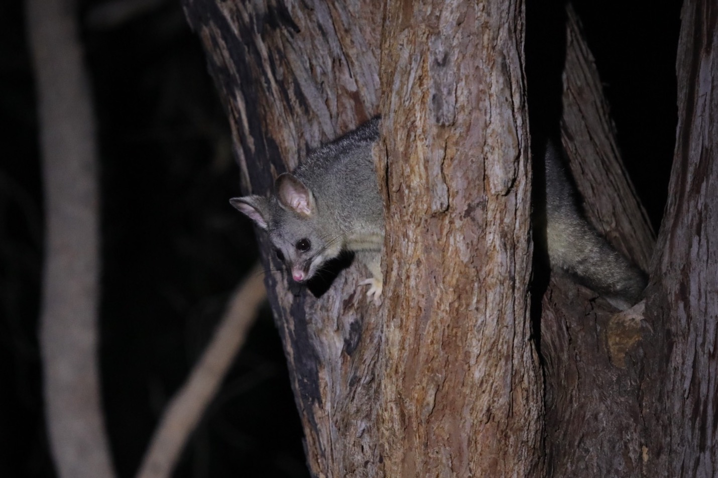 Seeing my first wild possum