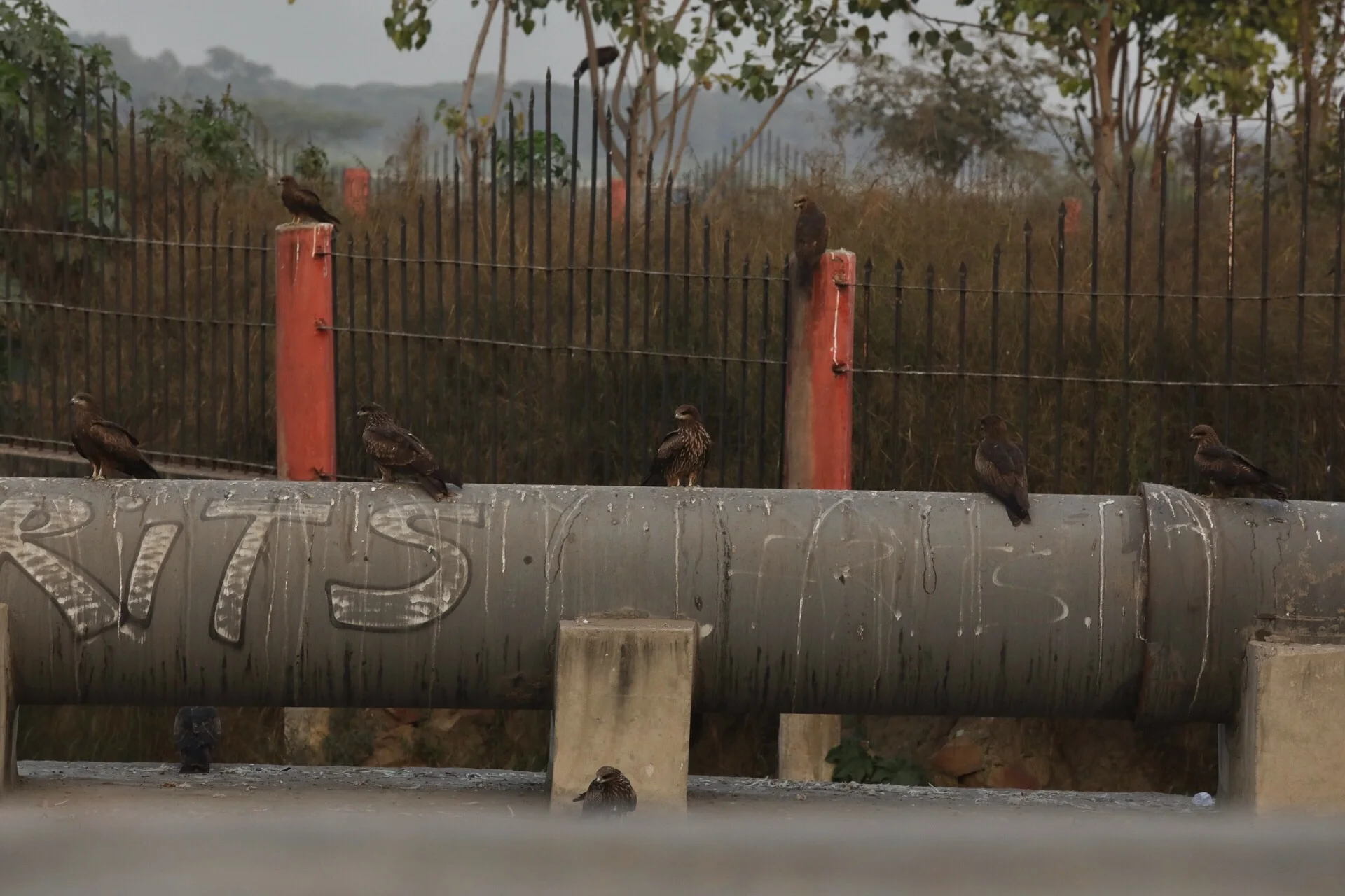 How many birds of prey can you fit on a sewage pipe?!